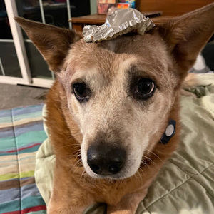 Meet your Posher, Piper